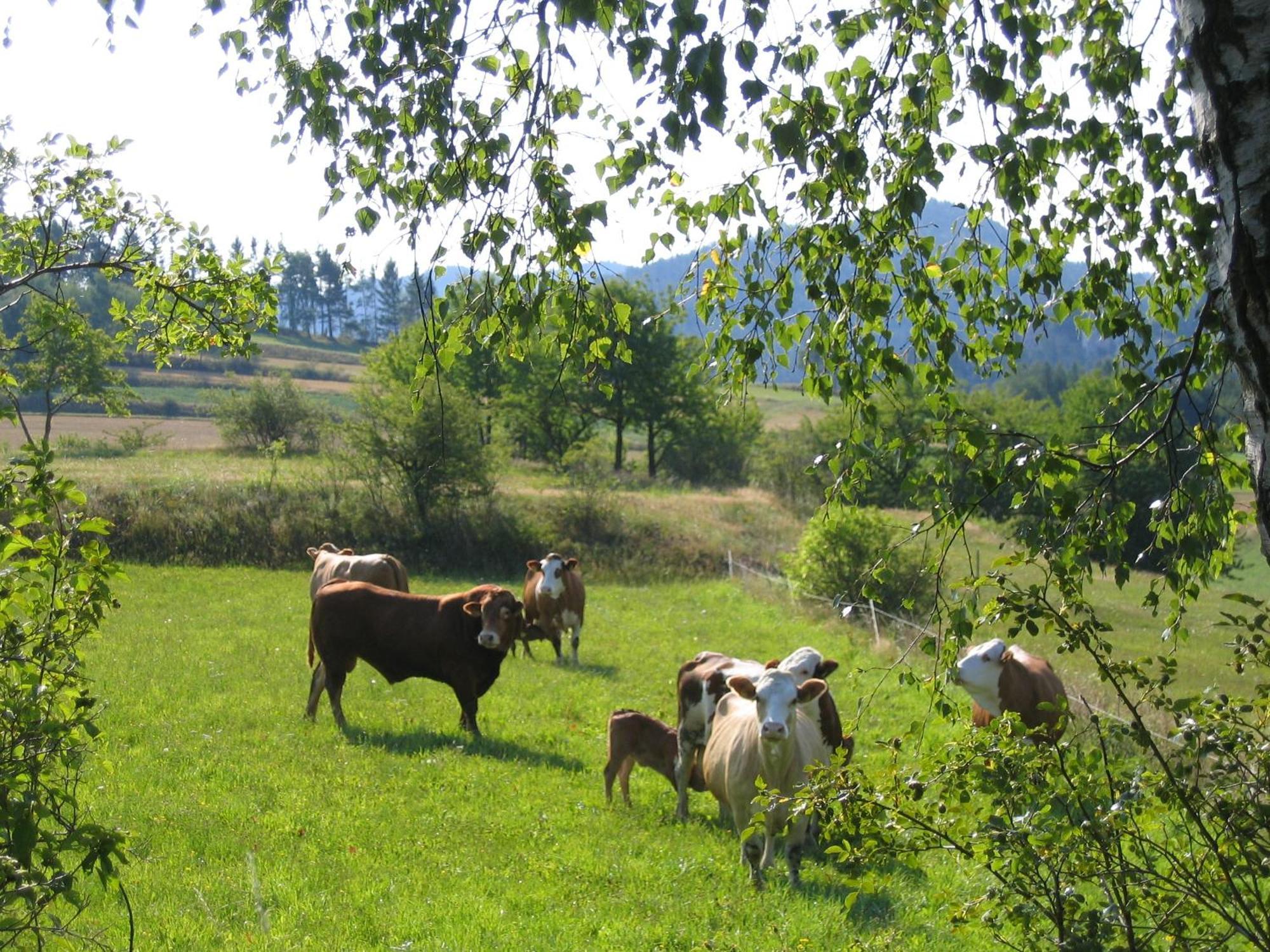 Ferienhof Stanzl Rappottenstein Εξωτερικό φωτογραφία